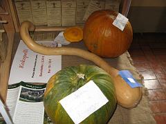 IMG_0082