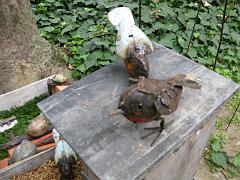 IMG_0111