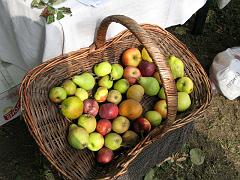 IMG_0222